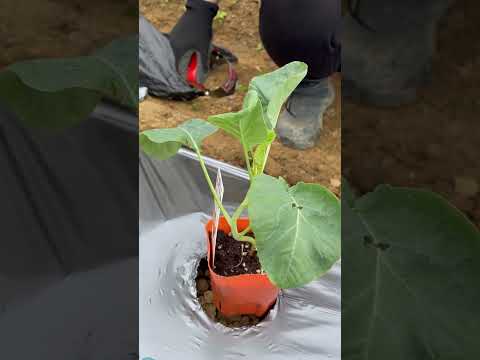 コンパニオンガーデニング：カリフラワーの隣に何を植えますか？  庭園