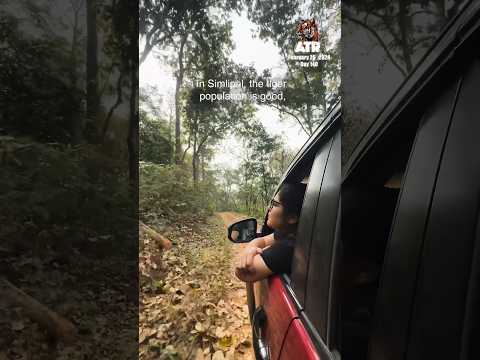 Melanistic Tigers at Simlipal? #atrwithaarzoo #youtubeshorts #minivlog