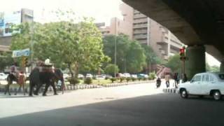 preview picture of video 'An Elephant and camel on the New Delhi Ring Road'