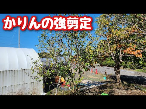 カリンの剪定
