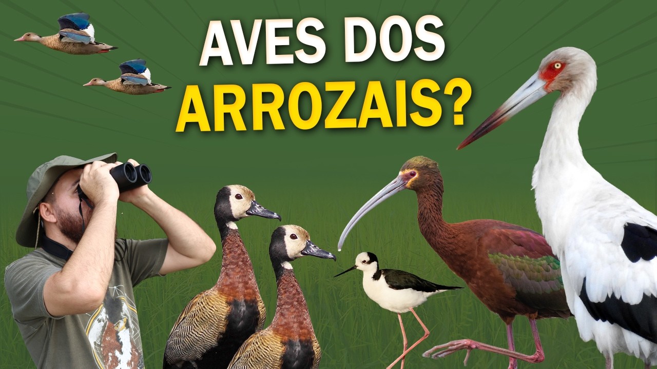AVES NOS ARROZAIS? Passarinhando em um Arrozal: Marrecas, Narcejas e mais!