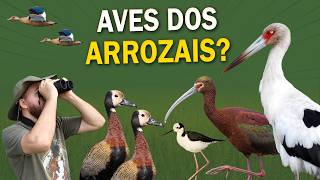 Miniatura do vídeo