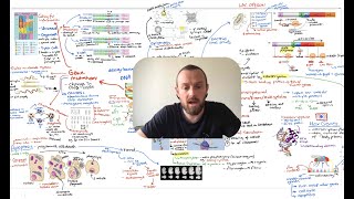 Control of Gene Expression Mindmap (OCR A Level Biology Module 6.1)