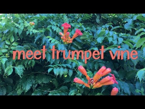 Trumpet Vine and a Little Botany