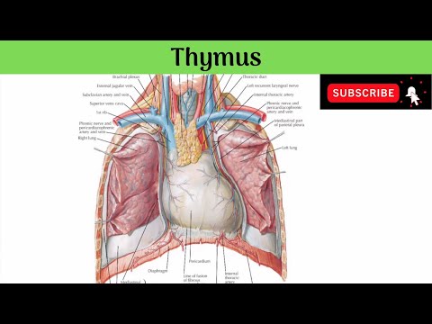 Thymus | Situation |Relations | Microscopic Structure |Haemo-thymic Barrier |Function |Clinical Anat