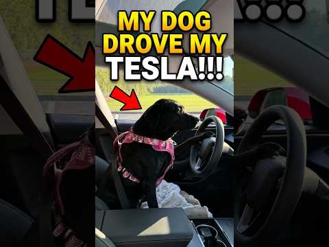 Pet Mode? Nah… this is Dog DRIVE Mode.. GO BLACK BETTY!! #tesla #model3performance #dogdriving