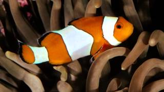 alphaville new horizons