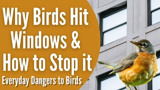 Why Birds Hit Windows and How to Stop It