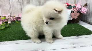 ポメラニアンの動画01