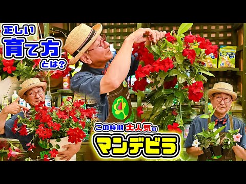 春にダイアプラデニアを剪定する方法 ブラジルポットアースビデオフラワーマンデビラからのジャスミン