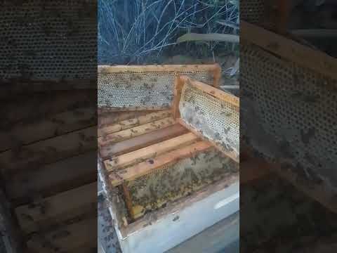 apiário esperança riacho Dantas Ruy Barbosa Bahia