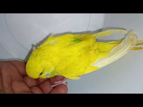 インコを飼いならす方法
