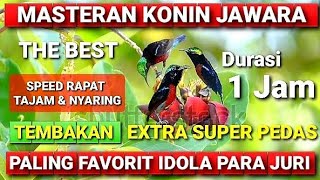 Download lagu Masteran Konin Jawara - Tembakan Extra Super Pedas - Masteran Konin Gacor Full Tembakan mp3 Download lagu Masteran Konin Jawara - Tembakan Extra Super Pedas - Masteran Konin Gacor Full Tembakan mp3