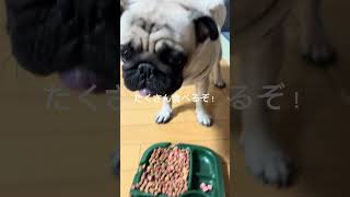 パグの日常Vlog #パグ #犬 #日常vlog #shorts