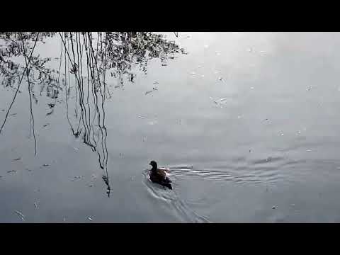 Schwan macht eine Pause vom Brüten. Hubertussee.