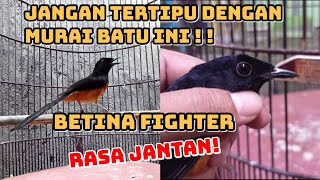 Download lagu MURAI BETINA FIGHTER MIRIP JANTAN❗SULIT MEMBEDAKANNYA mp3