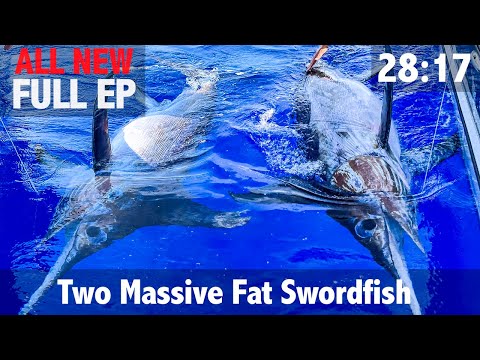 Two Massive Fat Swordfish: 600lbs+