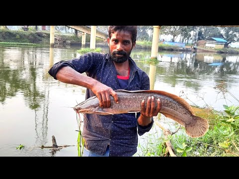 MONSTER AFRICAN CATFISH CATCH AND RELEASE.