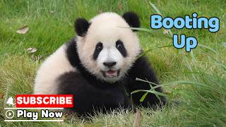 Fresh Out Of The “Panda Factory” | iPanda