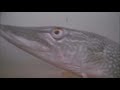 Video Thumbnail for Muddy pike behaviour