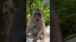 Download lagu Ketika Catheez Di Ajak Berantem Sama Monyet 😱🗿 mp3