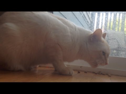 CAT MAKE WEIRD NOISE WHILE EATING