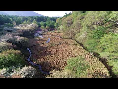 2018年5月29日　光徳沼のズミ