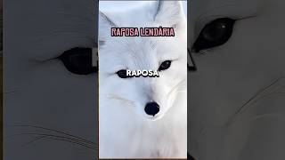 A Linda Roposa Lendária #shorts