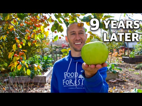 What Happens When You Grow an Apple Tree FROM SEED, 9 Years Later!