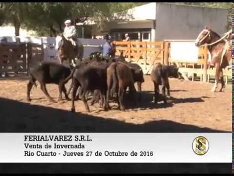 27-10-16 Venta de Invernada - Ferialvarez S.R.L. - Rio Cuarto.