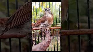 Download lagu Burung Sikatan Rimba Dada Coklat (SRDC) Mulai Gacor Belajar Ngeplong mp3