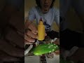 Cara Pasang Guli Guli Cara Pengurutan Nya