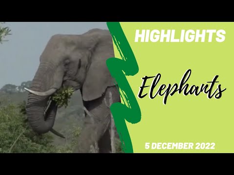 Highlights Fang's elephant herd 5th December 2022