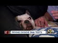 Do Dog DNA Tests ACTUALLY Work