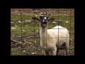 Goat Screaming For 1 Hour