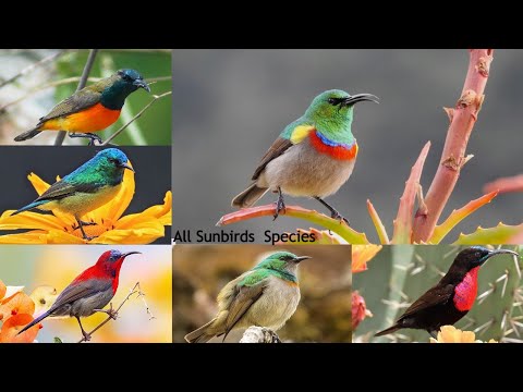 All Sunbird Species / Types of Sunbird / sunbird / Spiderhunters