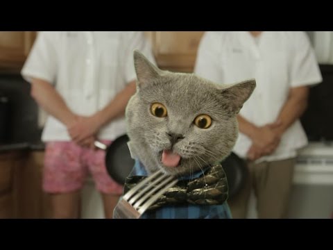Cat Cooking Show