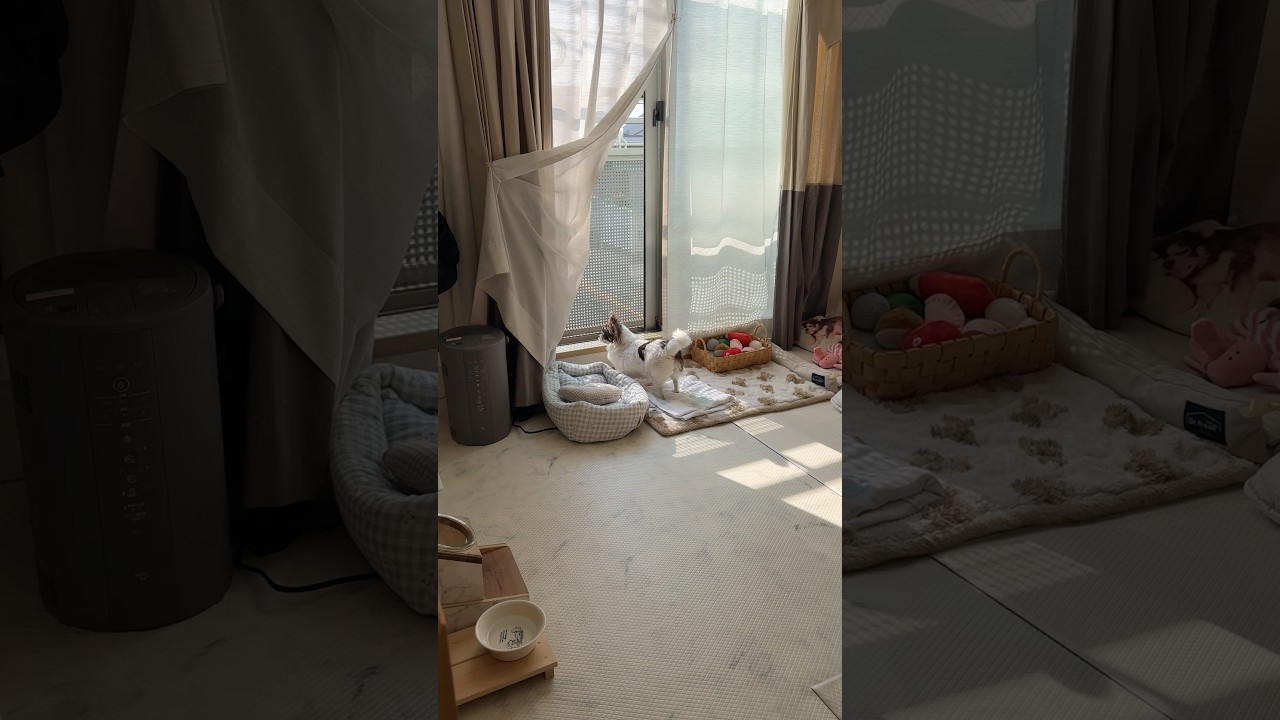 羊みたいなチワワ #チワワ #癒し #犬のいる生活