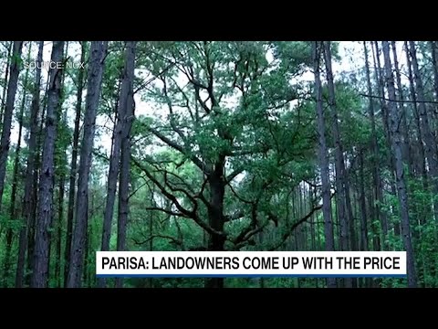 Why Landowners Are Getting Paid to Not Cut Down Trees