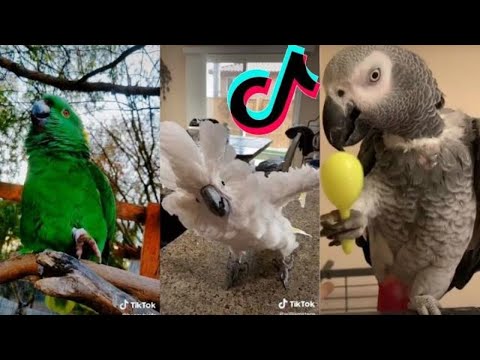 Funny Parrots Compilation ~ TikTok Compilation