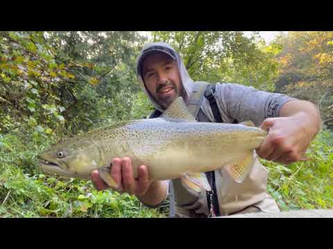 Float fishing for big King Salmon #floatfishing #kingsalmon #fishing #salmon #puremichigan