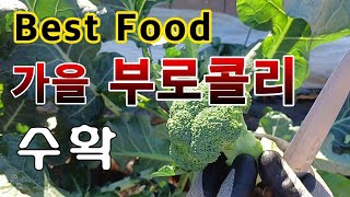 [텃밭농부. 1,294]  Best Food. 가을 부로콜리 수확 #부로콜리재배