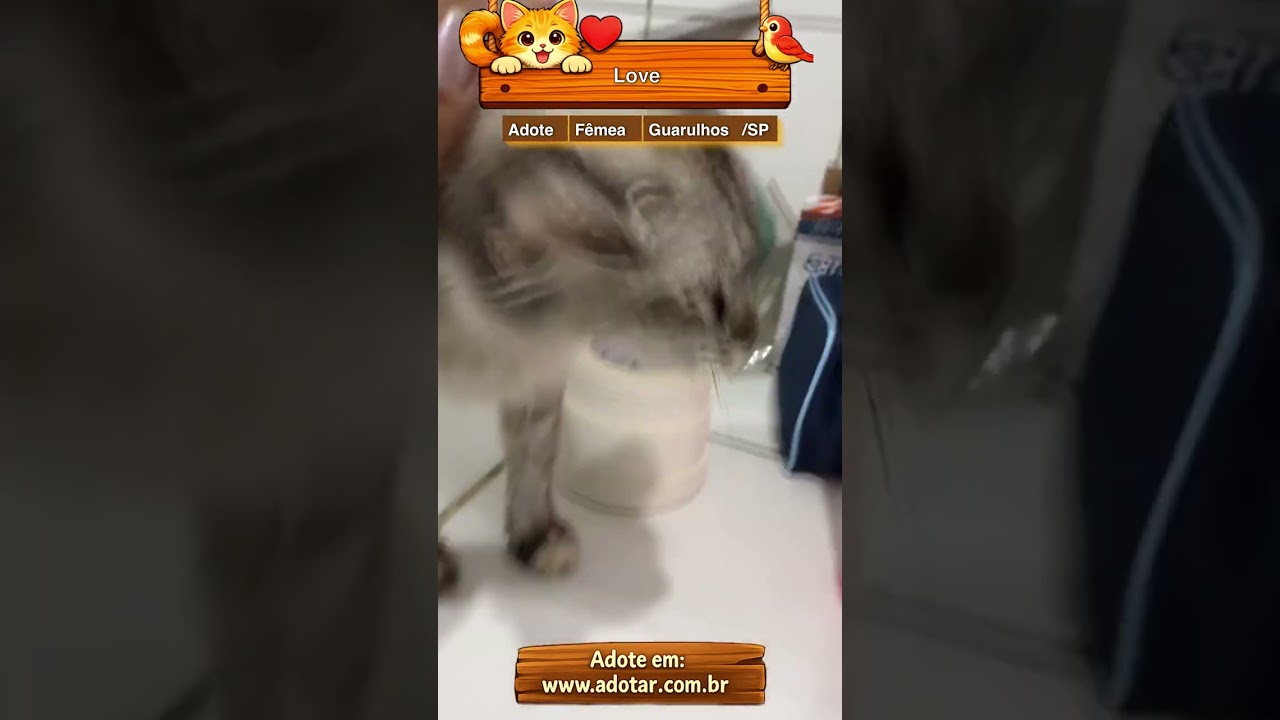 Gato raça SRD-ViraLata idade 7 a 11 meses nome Love 