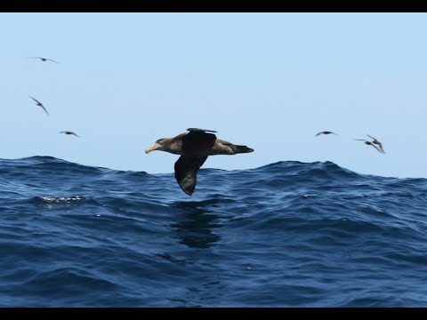 South Africa pelagic trip, off Cape Town