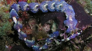 THE BLUE DRAGON - AMAZING SEA CREATURE