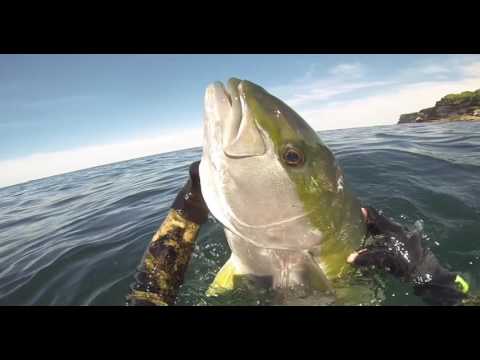 Spearfishing Sydney NSW vol 3