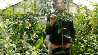 preview picture of video 'Tropical Greenhouse, February 2010'