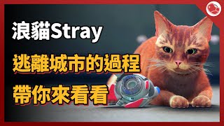 [心得] 浪貓Stray，有趣的貓，普作程度的遊戲性