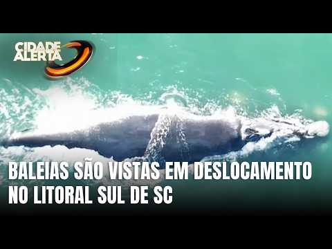 Drone registra baleias no Sul de SC e marca início da temporada no estado