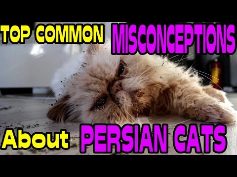 Top 5 Facts about Persian Cats  - Two Stupid Cats Ep 13
